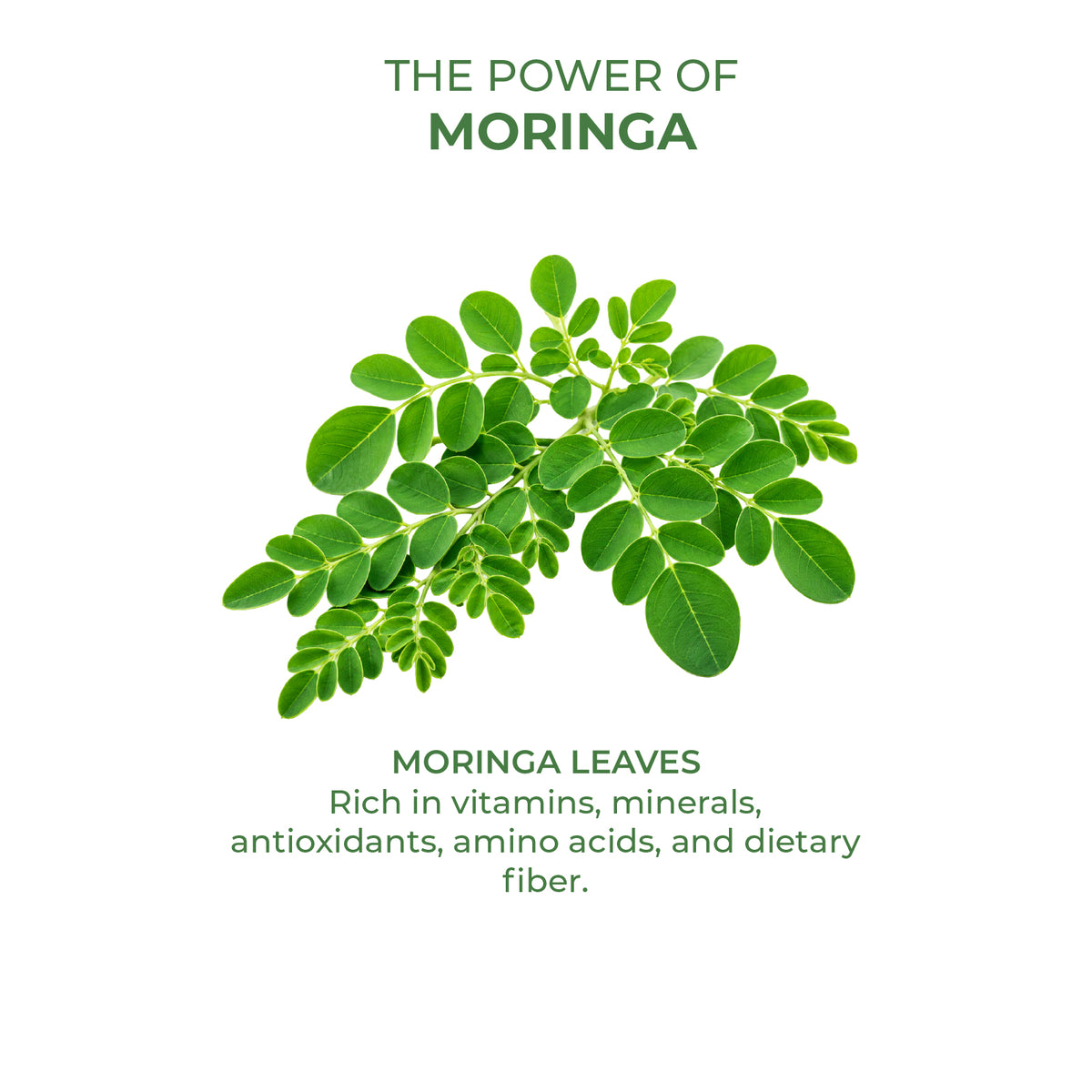 Akshobh Veda Moringa Powder